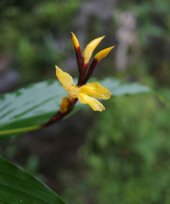 Cautleya gracilis var. gracilis